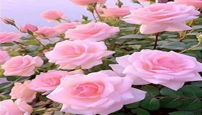 About the Pink Rose Plant